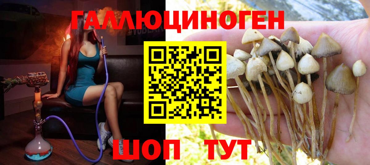 Галлюциногенные грибы Psilocybine cubensis  Вход с VPN  Боровичи  Псилоцибиновые грибы MAGIC MUSHROOMS 